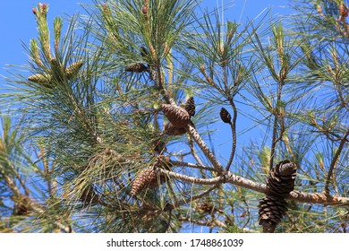 Pinus Halepensis Branch With Cones