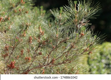 Pinus Halepensis Branch With Cones