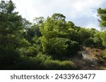 Pinus halepensis tree grows in August. Pinus halepensis, the Aleppo pine, the Jerusalem pine, is a pine native to the Mediterranean region. Rhodes Island, Greece