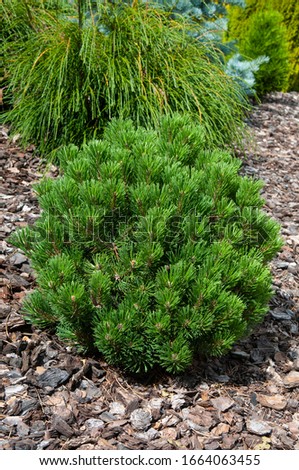 Pinus mugo Sherwood Compact - outdoor plant