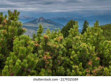 Pinus mugo ist ein schrumpfender und buschiger Konifer mit einem verdrillten Lager. Dolomiti-Berge, Norditalien