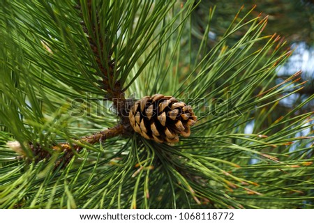 Pinus nigra, the Austrian pine or black pine, is a species of pine, occurring across southern Mediterranean Europe, Turkey and on Corsica and in North Africa.