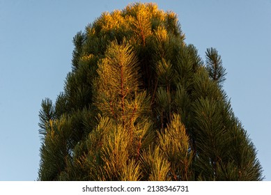 Pinus Nigra, The Austrian Pine Tree In Nature