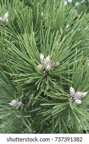 Pinus Nigra Nana