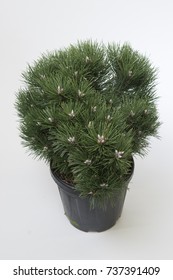 Pinus Nigra Nana