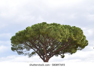 Pinus Pinea L.