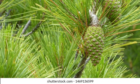 Pinus Pinea With Pine Cone