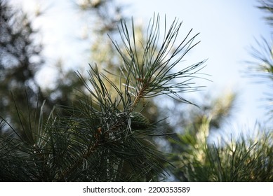 Pinus Ponderosa Grows In The Garden In Autumn