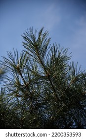 Pinus Ponderosa Grows In The Garden In Autumn