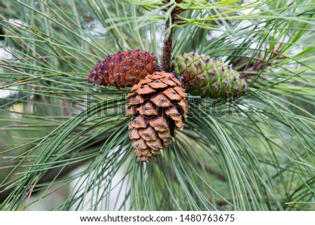 Pinus ponderosa,  ponderosa pine, bull pine, blackjack pine cones on twig closeup