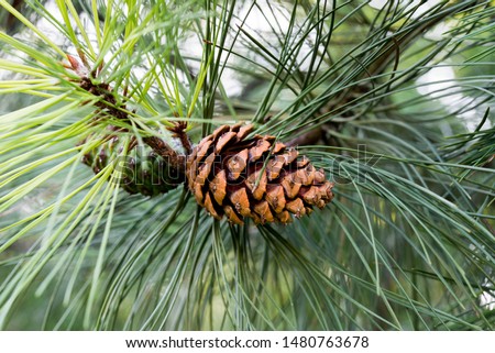 Pinus ponderosa,  ponderosa pine, bull pine, blackjack pine cones on twig closeup