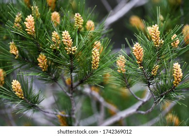 Pinus Radiata Blooming In Forest Springtime.