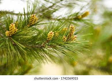 Pinus Radiata Blooming In Forest Springtime.