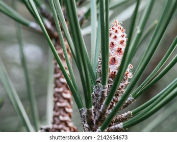 Pinus Radiata Blooming In Spring. Pinus Radiata, Called Insigne Pine, Monterey Pine Or California Pine, Is An Arboreal Species Belonging To The Pinaceae Family.