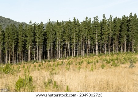 Pinus Radiata in pine plantation