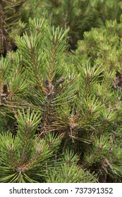 Pinus Resinosa Witches Broom