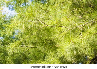 Pinus Strobus