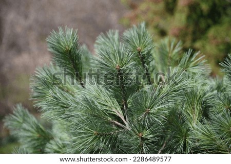 Pinus strobus Blue Shag grows in the garden in early spring