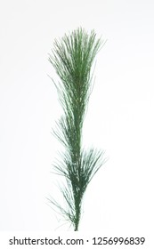 Pinus Strobus Branch