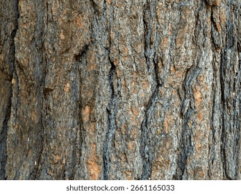 Pinus strobus, commonly called the eastern or northern or white pine, Weymouth pine, tree trunk bark partially covered with moss on the north side, close-up, texture