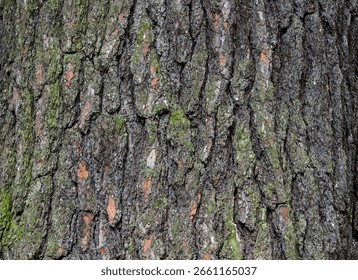 Pinus strobus, commonly called the eastern or northern or white pine, Weymouth pine, tree trunk bark partially covered with moss on the north side, close-up, texture