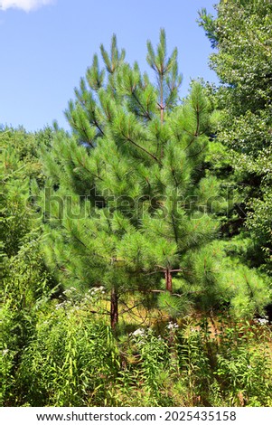 Pinus strobus, commonly denominated the eastern, northern white pine or Weymouth pine (British), and soft pine is a large pine native to eastern North America