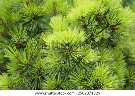 Pinus strobus, commonly denominated the eastern, northern white pine or Weymouth pine (British), and soft pine is a large pine native to eastern North America