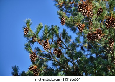 14,580 Northern White Pine Images, Stock Photos & Vectors | Shutterstock