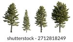Pinus Strobus (Eastern White Pine) isolated on white background premium nature cutout