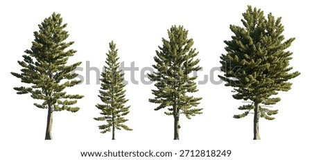 Pinus Strobus (Eastern White Pine) isolated on white background premium nature cutout