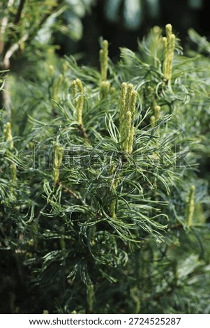 Pinus strobus 'Tiny Curls' (Sosna wejmutka)  