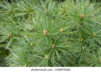 37 Pine needle sheath Images, Stock Photos & Vectors | Shutterstock