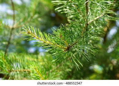 Pinus  Sylvestris