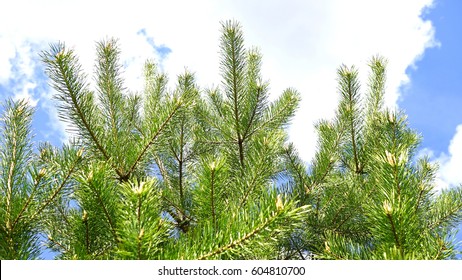 Pinus Sylvestris