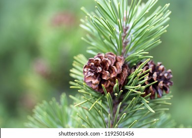 Pinus sylvestris with cones