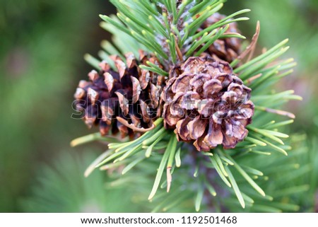 Pinus sylvestris with cones