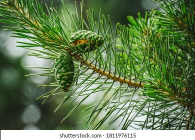 Pinus Sylvestris, Green Cones On Scots Pine Branch. Evergreen Tree.