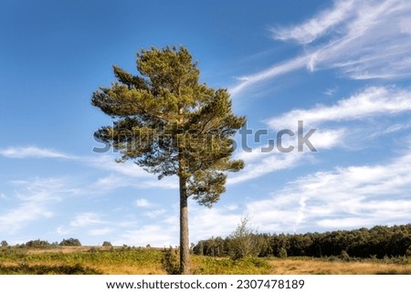 Pinus sylvestris or Scot pine on Ashdown forest on a Sunday afternoon, East Sussex, South of England