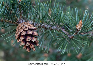 Pinus Sylvestris. Scots Pine Branch With Needles And Cone.