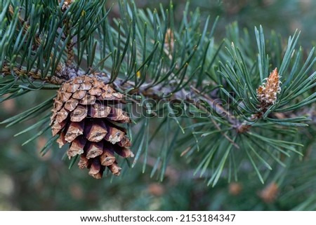 Pinus sylvestris. Scots pine branch with needles and cone.