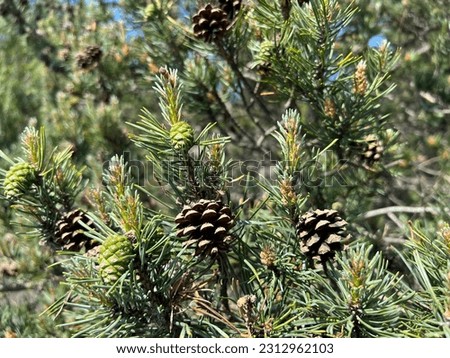 Pinus sylvestris (Scots Pine) new and old growth and new and old cones