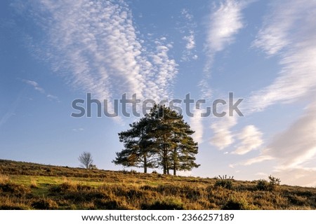 Pinus sylvestris or Scots pine trees in Ashdown Forest, East Sussex, England, in autumn