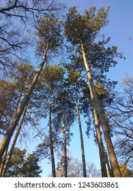 Pinus Taeda Tree