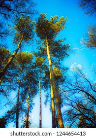 Pinus Taeda Tree