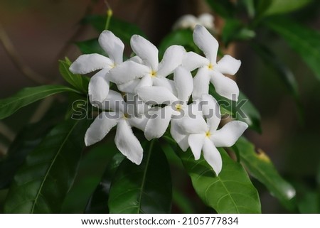 Pinwheel Flower or Crape Jasmine (Tabernaemontana divaricata)  is an evergreen shrub with large, glossy dark green leaves and waxy, white flowers which are twisted anti-clockwise like pinwheels.