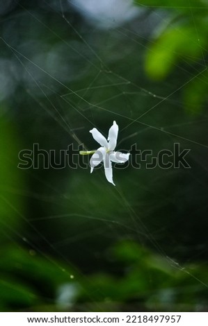 la plante blanche Flower