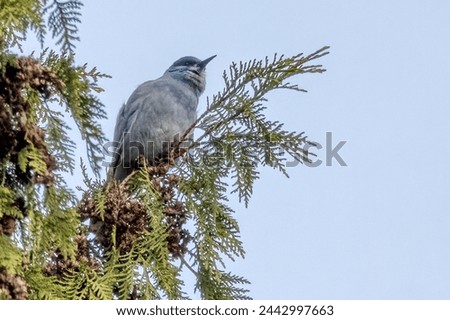 pinyon jay perched on a tree branch, West Vancouver, BC, Canada