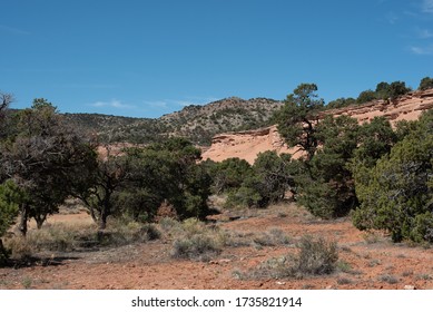 Pinyon Juniper Woodland In The Colorado National Monument