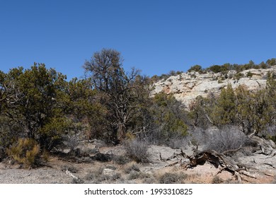 Pinyon Juniper Woodland In The Colorado National Monument