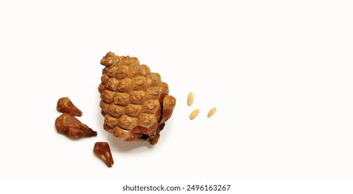 Pinyon pine cone, cedar cone. Pine nuts, seeds. Nutritious food. The process of shelling the seeds. Cut out. Copy space